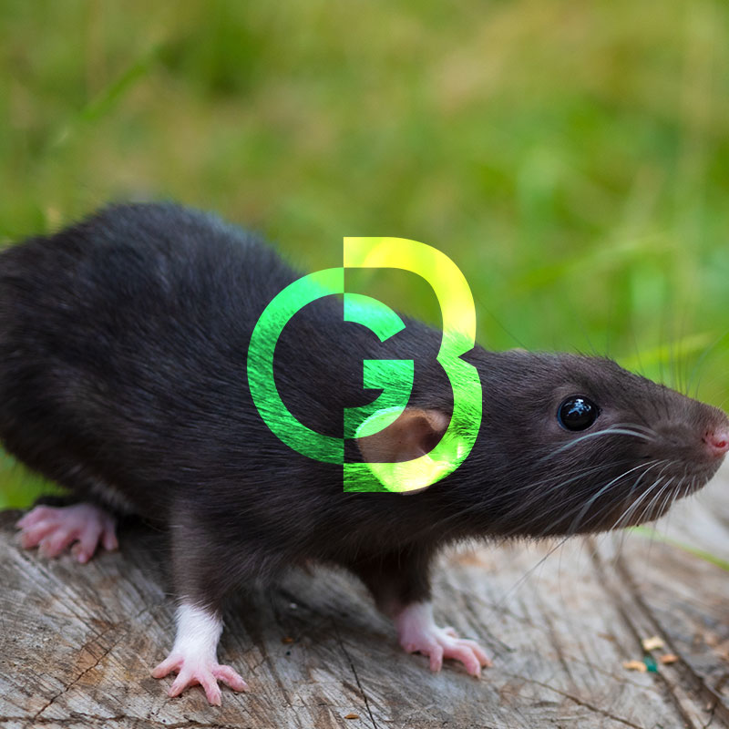 Rata negra o de tejado